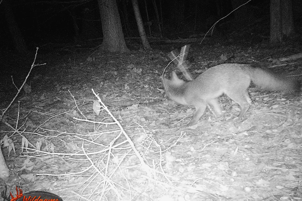 Visiting Fox at Miriam Hunt